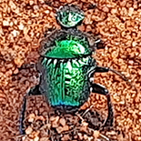 Gymnopleurus virens